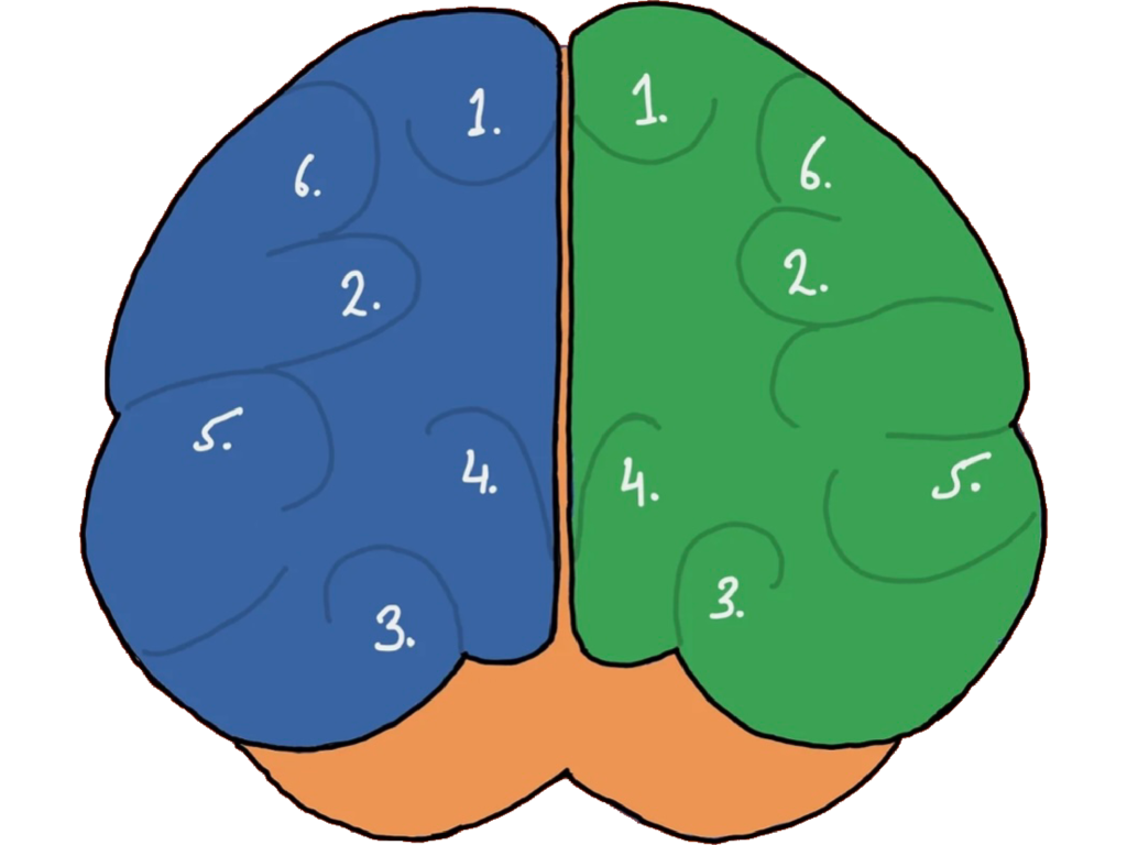 A simplified illustration of a human brain divided into blue and green halves, each labeled with numbers from 1 to 6 representing different sections or lobes. The base of the brain is colored orange.